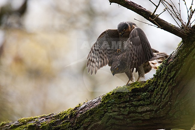 Parende Sperwers, Eurasian Sparrowhawks mating stock-image by Agami/Menno van Duijn,