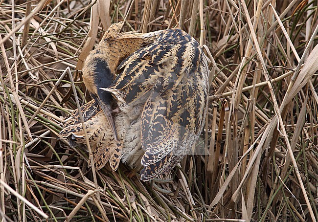 Roerdomp poetsend in riet bij; Eurasian Bittern washing in reed stock-image by Agami/Karel Mauer,