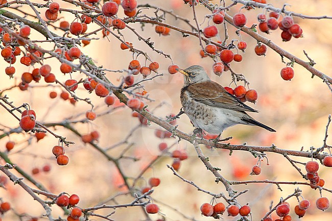 Kramsvogel in Malus boom, Fieldfare in Malus tree stock-image by Agami/Wil Leurs,