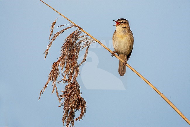 Sedge Warbler (Acrocephalus schoenobaenus) in a reedbed in the Netherlands. Singing male from top of reed stem. stock-image by Agami/Marc Guyt,