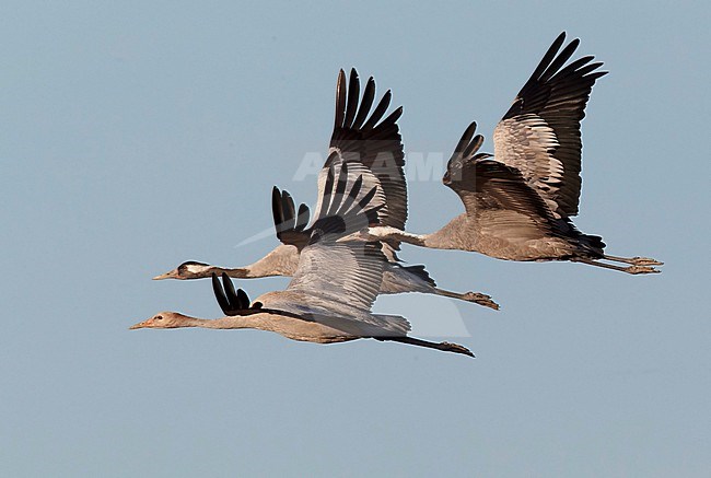 Common Crane, Grus grus, in Finland. A family of three, including a juvenile. stock-image by Agami/Tomi Muukkonen,