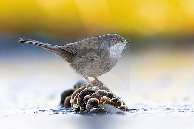 Sardinian Warbler (Sylvia melanocephala ) in Italy. stock-image by Agami/Daniele Occhiato,