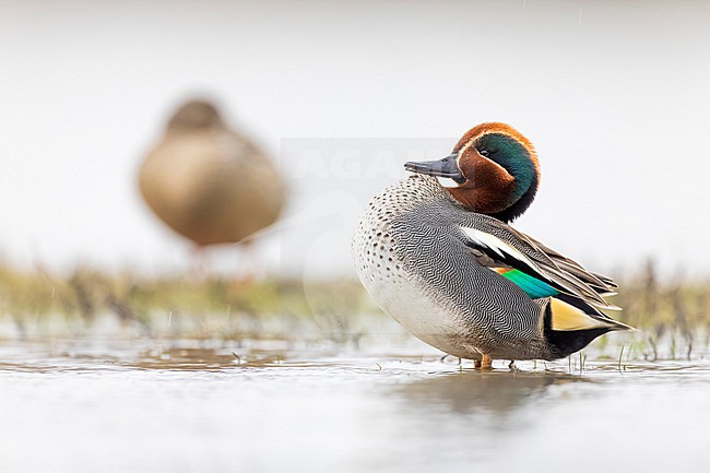 Eurasian Teal (Anas crecca) in Italy. stock-image by Agami/Daniele Occhiato,