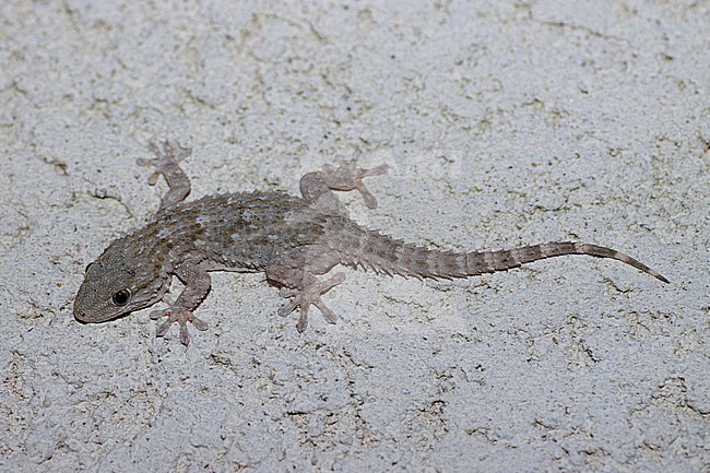 Moorish Gecko (Tarentola mauritanica) taken the 02/04/2022 at Avignon - France. stock-image by Agami/Nicolas Bastide,