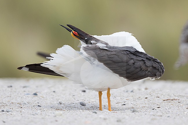 Lesser Black-backed Gull - Heringsmöwe - Larus fuscus ssp. intermedius, Germany, adult stock-image by Agami/Ralph Martin,