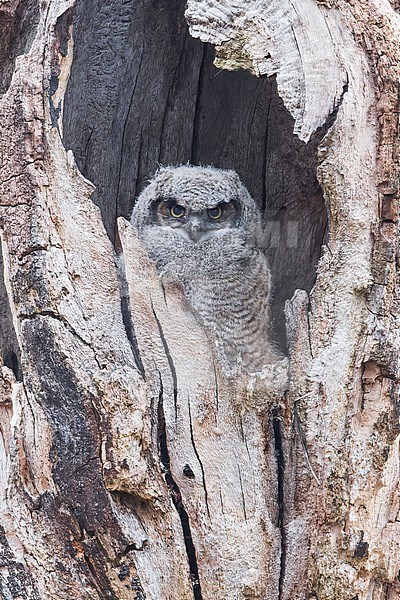 Juvenile Great Horned Owl (Bubo virginianus) perched in a hollow tree in Victoria, BC, Canada. stock-image by Agami/Glenn Bartley,