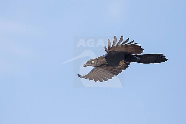 Endemic Purplish-backed jay, Cyanocorax beecheii, in flight in Mexico. stock-image by Agami/Pete Morris,
