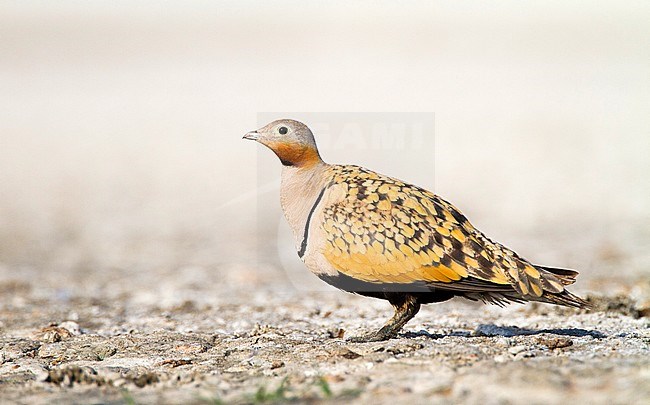 Zwartbuikzandhoen, Black-bellied Sandgrouse, Pterocles orientalis stock-image by Agami/Oscar Díez,