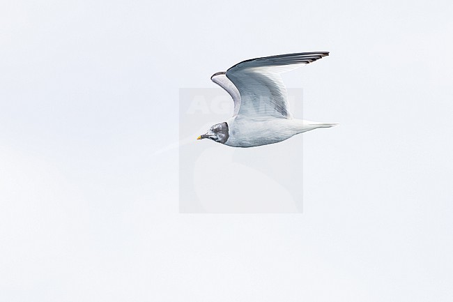  stock-image by Agami/Menno van Duijn,