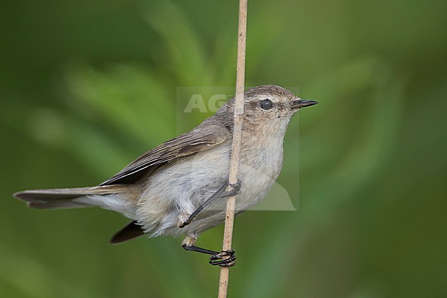 Siberian Chiffchaff - Taigazilpzalp - Phylloscopus tristis, Russia (Ural) stock-image by Agami/Ralph Martin,