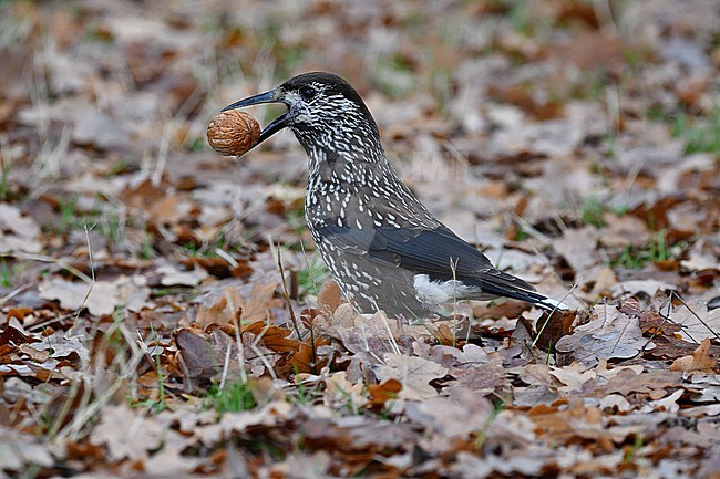 Nucifraga caryocatactes, Spotted Nutcracker stock-image by Agami/Eduard Sangster,
