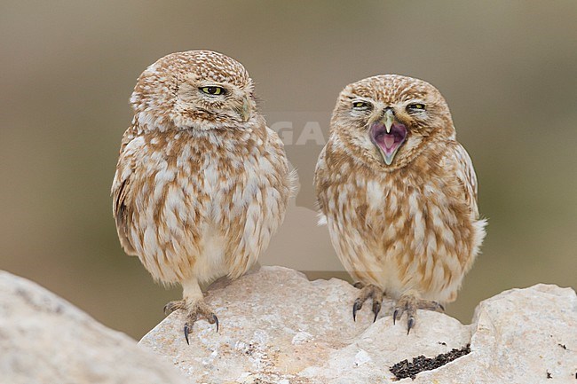Little Owl - Steinkauz - Athene noctua saharae, Morocco, adult stock-image by Agami/Ralph Martin,