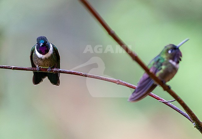 Two Amethyst-throated Sunangels (Heliangelus amethysticollis) perched on a twig in upper subtropical cloudforest in Tapichalaca reserve in southern Ecuador. stock-image by Agami/Marc Guyt,
