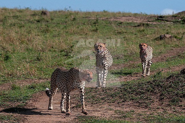 Three cheetah brothers, Acinonyx jubatus, walking and looking for prey. Masai Mara National Reserve, Kenya. stock-image by Agami/Sergio Pitamitz,