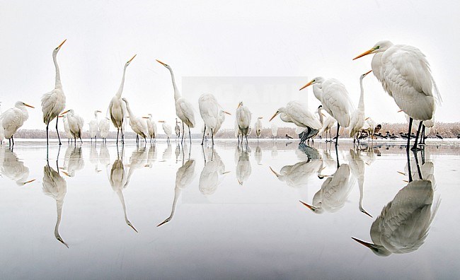 Grote Zilverreigers staand langs de rand van een meer; Great Egrets standing along the edge of a lake stock-image by Agami/Bence Mate,