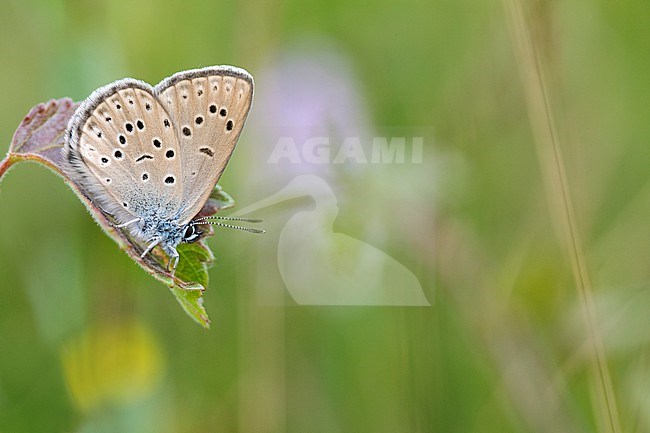 Alcon Blue, Phengaris alcon stock-image by Agami/Wil Leurs,