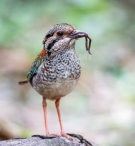 Scaly Ground-Roller (Geobiastes squamiger) near Perinet. A bird of dense rainforests of central and northeast Madagascar. stock-image by Agami/Marc Guyt,