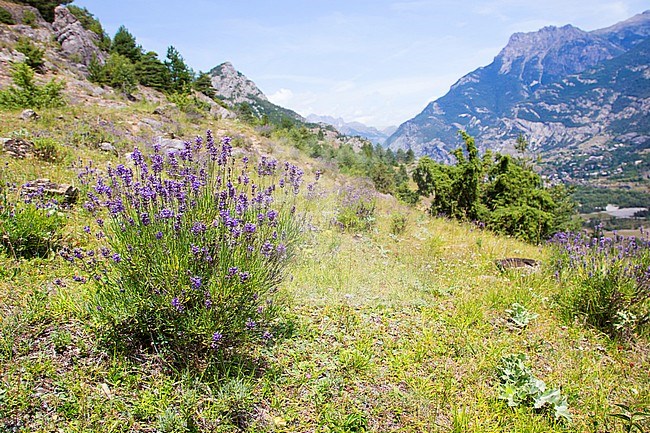 Lavender, Lavendula stock-image by Agami/Theo Douma,