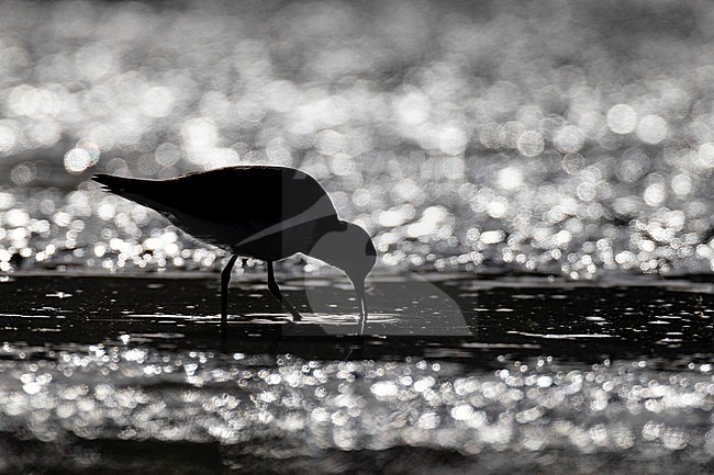 Green Sandpiper, Tringa ochropus, in Italy. stock-image by Agami/Daniele Occhiato,