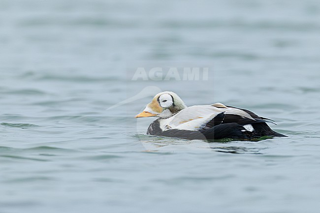 Brileider, Spectacled Eider, Somateria fischeri stock-image by Agami/Menno van Duijn,