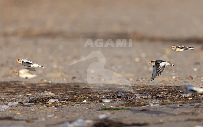 Snow Bunting (Plectrophenax nivalis nivalis) flock in flight at the beach near Esbjerg, Denmark stock-image by Agami/Helge Sorensen,