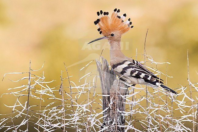 Eurasian Hoopoe (Upupa epops) in Italy. stock-image by Agami/Daniele Occhiato,