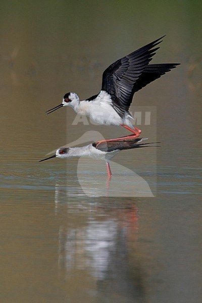 Parende Steltkluten; Black-winged Stilts mating stock-image by Agami/Daniele Occhiato,