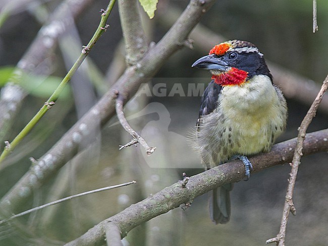 A male Black-spotted Barbet (Capito niger) at Miami Zoo, Miami, Florida, USA. stock-image by Agami/Tom Friedel,