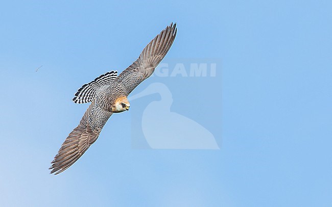 Red-footed falcon (Falco vespertinus) on the hunt for Common cockchafers (Melolontha melolontha). Female Red-footed Falcon, second calenderyear (2cy/2kj). stock-image by Agami/Lennart Verheuvel,