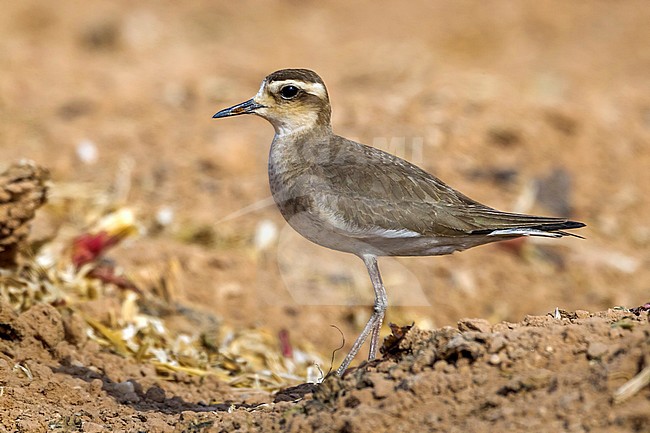 3 birds together are in the same field. 1 male 2 females near Yotvata in Southern Israel. stock-image by Agami/Vincent Legrand,