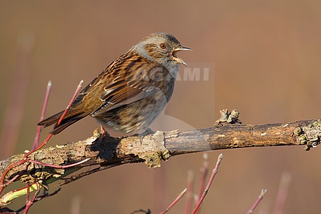 Heggenmus zingend op een tak; Dunnock singing on a branch stock-image by Agami/Daniele Occhiato,