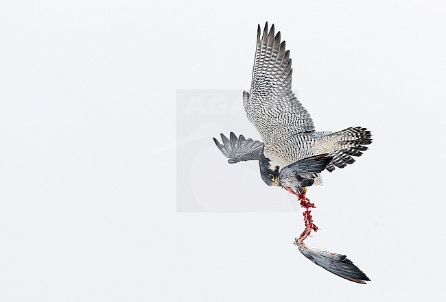 Peregrine (Falco peregrinus, most propbably subspecies anatum) Canada January 2017 stock-image by Agami/Markus Varesvuo,