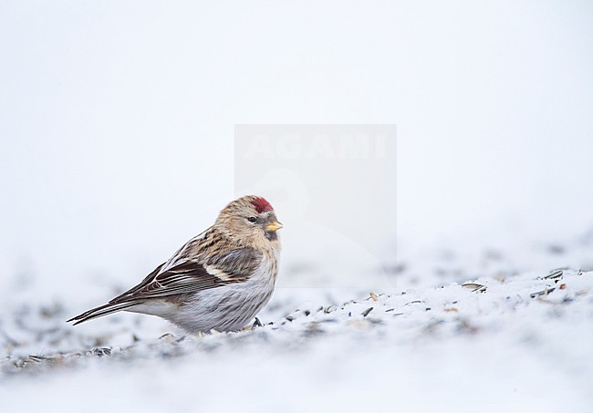 Arctic Redpoll (Acanthis hornemanni) wintering in arctic Norway. stock-image by Agami/Marc Guyt,