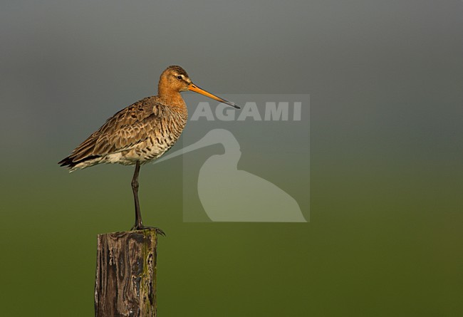 Grutto op paal, Black-tailed Godwit on pole stock-image by Agami/Danny Green,