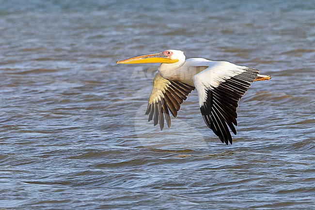 Great White Pelican (Pelecanus onocrotalus) in flight. stock-image by Agami/David Monticelli,