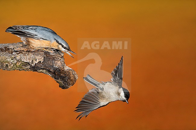 Eurasian Nuthatch; Boomklever stock-image by Agami/Alain Ghignone,
