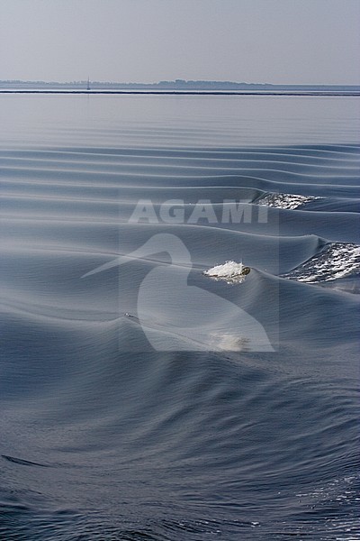 Small waves at the Wadden Sea near Schiermonnikoog, Netherlands stock-image by Agami/Bas Haasnoot,