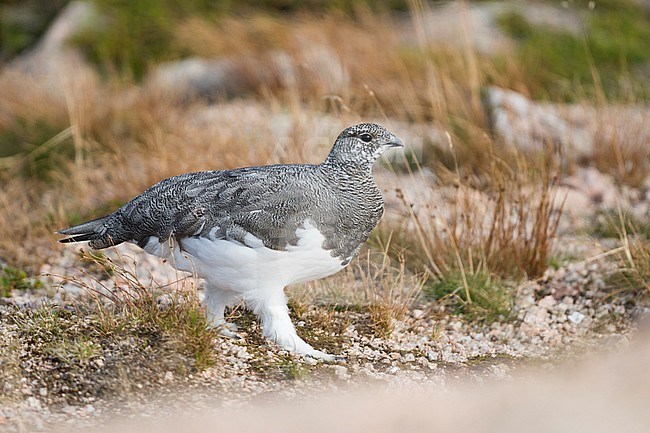 Rock Ptarmigan - Alpenschneehuhn - Lagopus muta ssp. millaisi, Scotland, adult male, summer plumage stock-image by Agami/Ralph Martin,