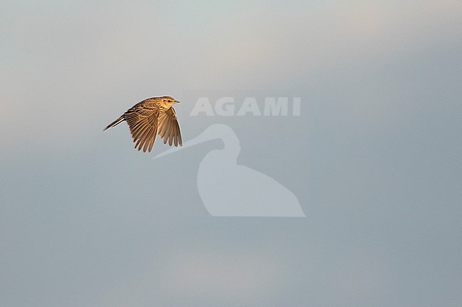 Adult Japanese Skylark (Alauda japonica kiborti) during spring season in Russia (Baikal). stock-image by Agami/Ralph Martin,