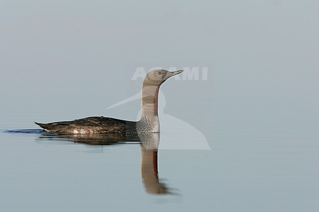 Zwemmende Roodkeelduiker in zomerkleed; Swimming Red-throated Loon in summer plumage stock-image by Agami/Menno van Duijn,