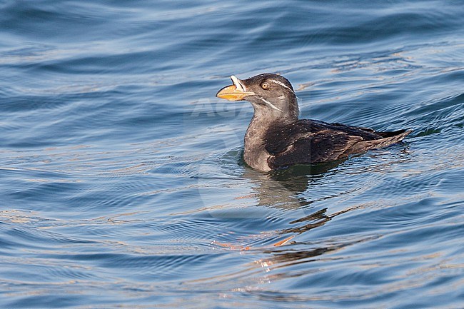 Rhinoceros Auklet, Cerorhinca monocerata stock-image by Agami/Stuart Price,