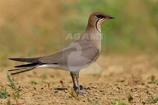 Vorkstaartplevier; Collared Pratincole stock-image by Agami/Daniele Occhiato,