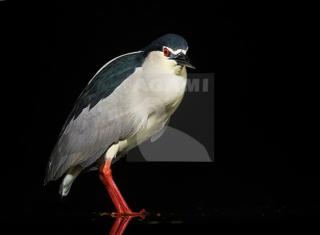 Kwak staand in water; Black-crowned Night Heron standing in water stock-image by Agami/Marc Guyt,