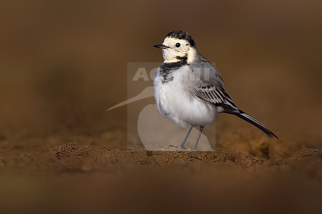 White Wagtail, Motacilla alba, in Italy. stock-image by Agami/Daniele Occhiato,
