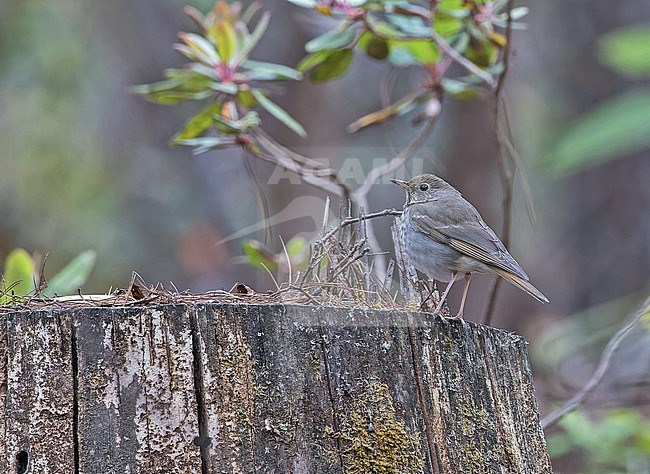 Hermit Thrush, Catharus guttatus, in Western Mexico. stock-image by Agami/Pete Morris,