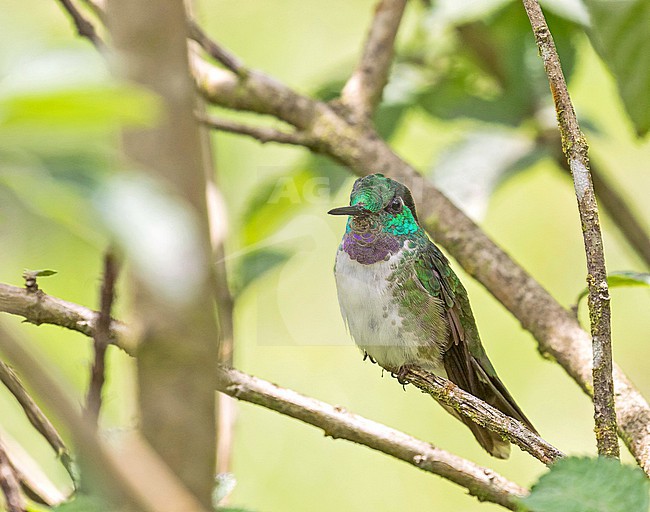 Male White-bellied Mountaingem (Lampornis hemileucus) in Costa Rica. stock-image by Agami/Pete Morris,