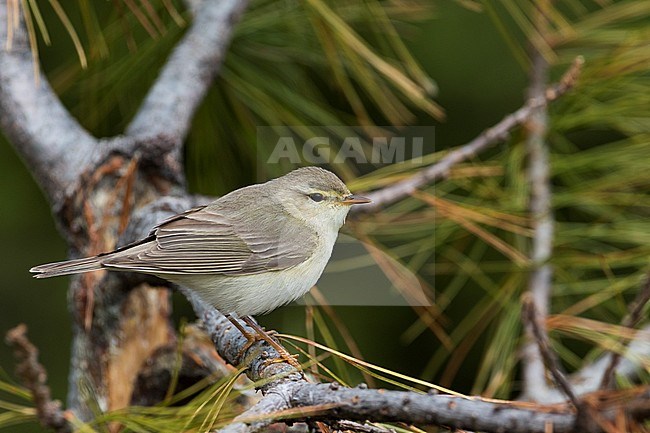Willow Warbler - Fitis - Phylloscopus trochilus ssp. acredula, Russia (Ural) stock-image by Agami/Ralph Martin,