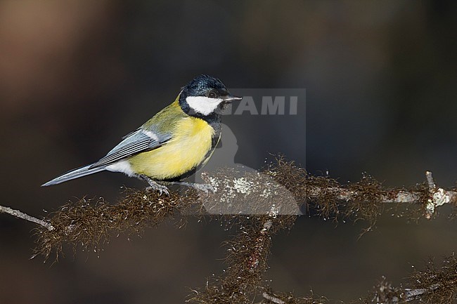 Great Tit - Kohlmeise - Parus major ssp. major, Finland, adult male stock-image by Agami/Ralph Martin,