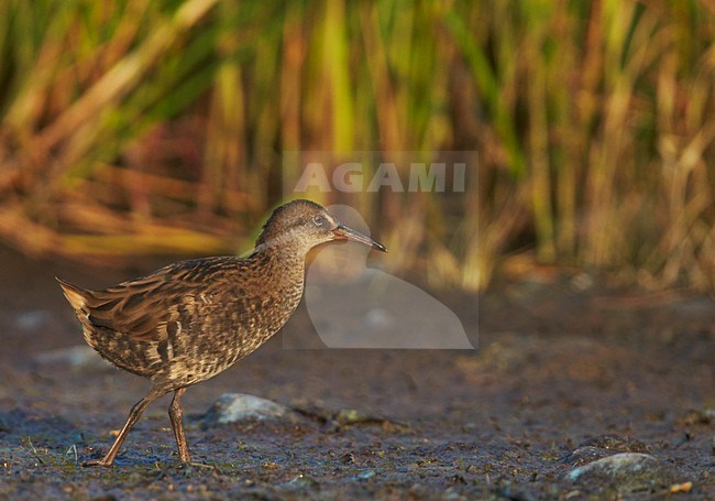 Foeragerende onvolwassen Waterral, Water Rail immature foraging stock-image by Agami/Markus Varesvuo,