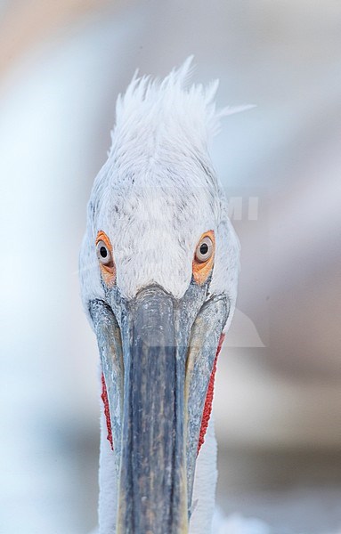 Close-up of adult Dalmatian Pelican (Pelecanus crispus) at Lake Kerkini, Greece stock-image by Agami/Marc Guyt,